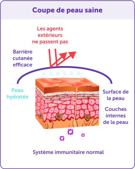 Système immunitaire sain